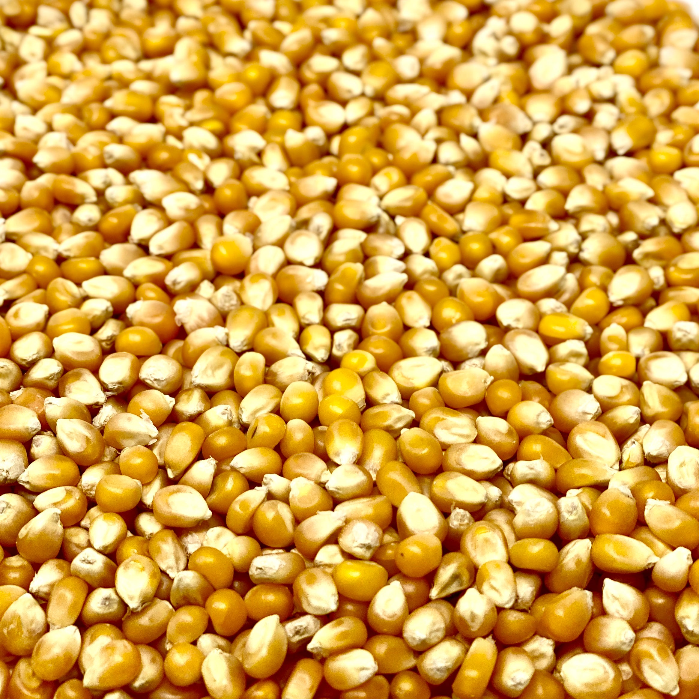 mushroom popcorn seeds for planting "Mushroom" Style Popcorn Kernels 16 oz. Bag